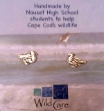 Paul Alves, Common Eider Duck