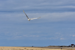36-Photo-Mar-26