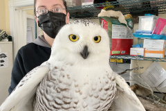 Snowy-Owl-on-intake-Jennifer-Taylor2