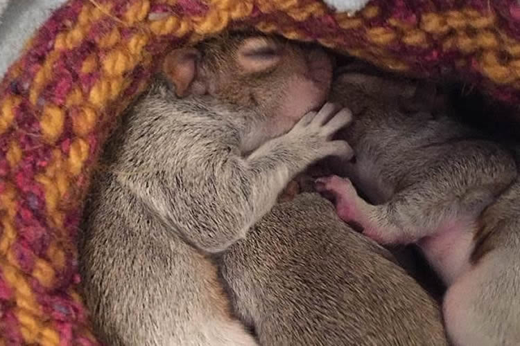 baby-squirrels