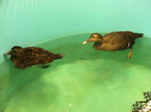 The two Common Eider share some swim time in Wild Care's therapy pools. (Pool photos by Wild Care Wildlife Rehabilitator, Amy Webster.)
