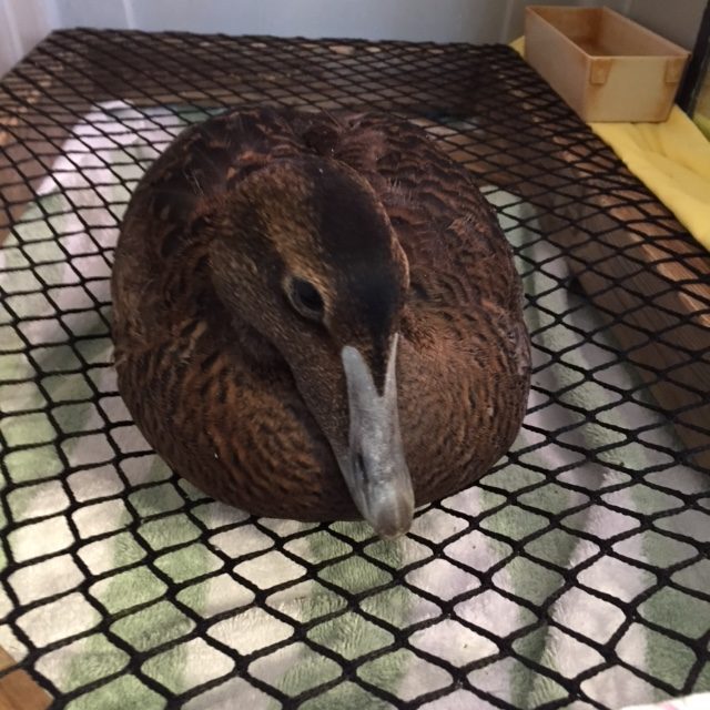 A female Common Eider with feather damage recovers at Wild Care. (Photo by Kerry Reid.)