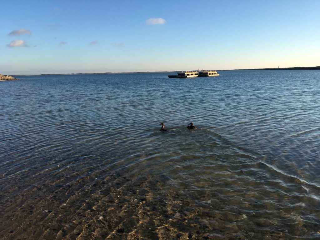 Released! In Provincetown on 1/19/17. Release photos by Wild Care Volunteer Swede Plaut.