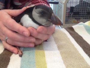 Puffins and Porter! Photo by Wild Care, Inc.