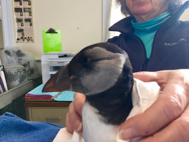 Photo courtesy: Wild Care Cape Cod
