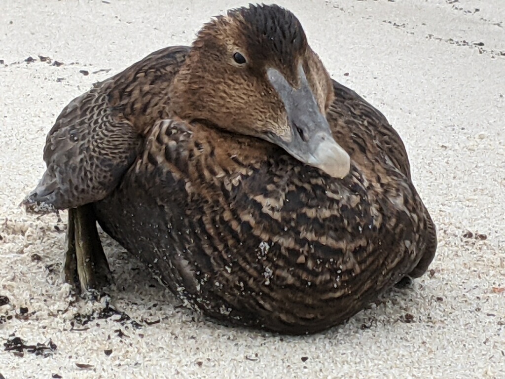 duck boat tours cape cod